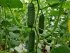 Огірок Тіса F1 Tisa F1 насіння 100 шт Hektar — Photo 7