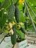Огірок Тіса F1 Tisa F1 насіння 100 шт Hektar — Photo 8