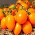 Томат Помідор детермінантний Флоренс F1 Florens F1 насіння 1000 шт LibraSeeds — Photo 2