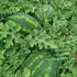  Кавун Шейні F1 насіння 100 шт Кітано Kitano Seeds — Photo 3