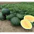 Кавун КС 500 F1 насіння 100 шт Кітано Kitano Seeds — Photo 3