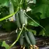 Огірок Моджо F1 насіння 500 шт Manier Seeds — Photo 2