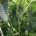 Огірок Моджо F1 насіння 500 шт Manier Seeds — Photo 3