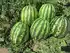 Кавун Тейтум F1 насіння 1000 шт Innova Seeds — Photo 2