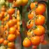 Томат Несі КС 1549 F1 індетермінантний насіння 100 шт Kitano Seeds — Photo 2