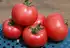 Томат КС 3811 F1 індетермінантний насіння 100 шт Kitano Seeds — Photo 4