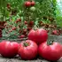 Томат КС 3811 F1 індетермінантний насіння 100 шт Kitano Seeds — Photo 5