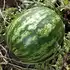 Кавун Балу КС 165 F1 насіння 100 шт Kitano Seeds — Photo 3
