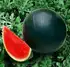 Кавун КС 160 F1 насіння 100 шт Kitano Seeds — Photo 3
