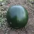 Кавун КС 160 F1 насіння 100 шт Kitano Seeds — Photo 4