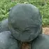 Кавун КС 160 F1 насіння 100 шт Kitano Seeds — Photo 5