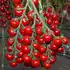 Томат Ітіро КС 4559 F1 індетермінантний насіння 100 шт Kitano Seeds — Photo 4