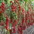 Томат Ітіро КС 4559 F1 індетермінантний насіння 100 шт Kitano Seeds — Photo 6