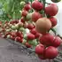 Томат КС 1157 F1 індетермінантний насіння 100 шт Kitano Seeds — Photo 4