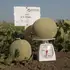 Диня КС 7044 F1 насіння 100 шт Kitano Seeds — Photo 4