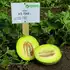 Диня КС 7044 F1 насіння 100 шт Kitano Seeds — Photo 5