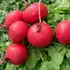 Редис HEK304 F1 насіння 25000 шт Hektar Seeds Srl — Photo 2