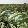 Кавун Найсі (KS 638) F1 Naysi (KS 638) F1 насіння 10 шт Kitano Seeds Кітано — Photo 4
