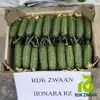 Огірок Ілонара F1 Ilonara F1 насіння 1000 шт RijkZwaan — Photo 4