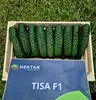 Огірок Тіса F1 Tisa F1 насіння 100 шт Hektar — Photo 12