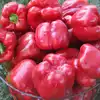 Перець Геркулес F1 Gercules F1 насіння 50 г Clause — Photo 4