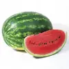 Кавун Найсі (KS 638) F1 Naysi (KS 638) F1 насіння 10 шт Kitano Seeds Кітано — Photo 6