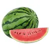 Кавун Шейні F1 насіння 10 шт Кітано Kitano Seeds — Photo 3