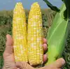 Кукурудза цукрова BSS1075 F1 насіння 5000 шт Hektar Seeds Srl — Photo 2